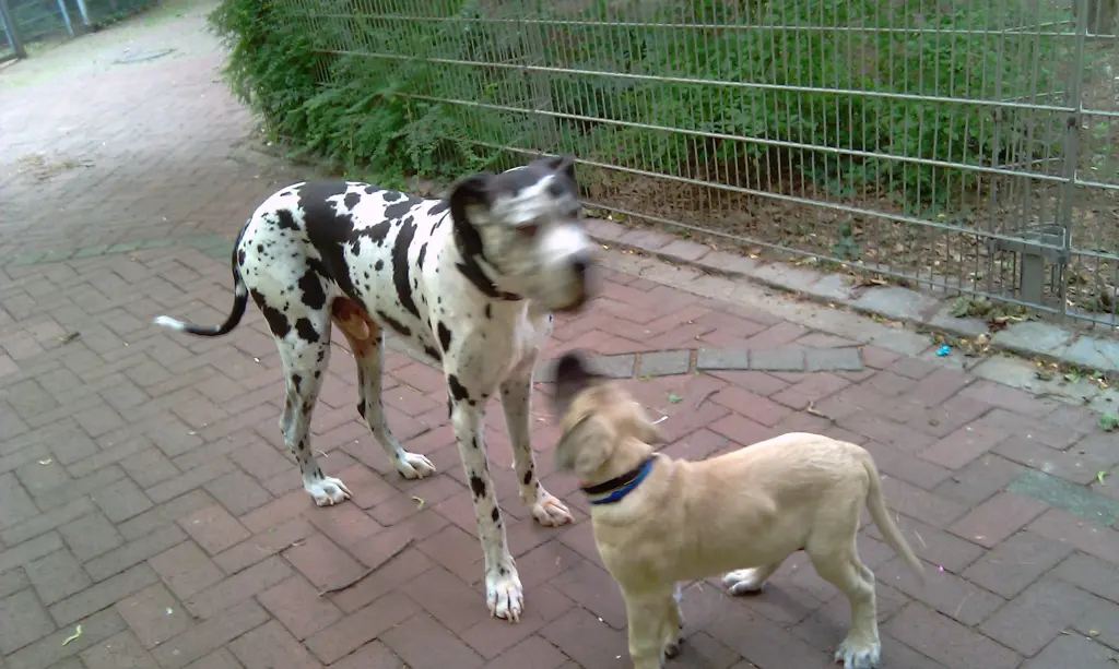 Condolence image of Daniela mit Sniper im Herzen