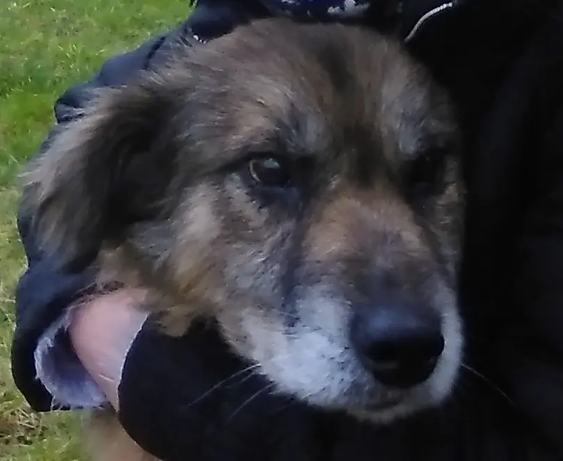 Condolence image of Nicole mit Janto im Herzen