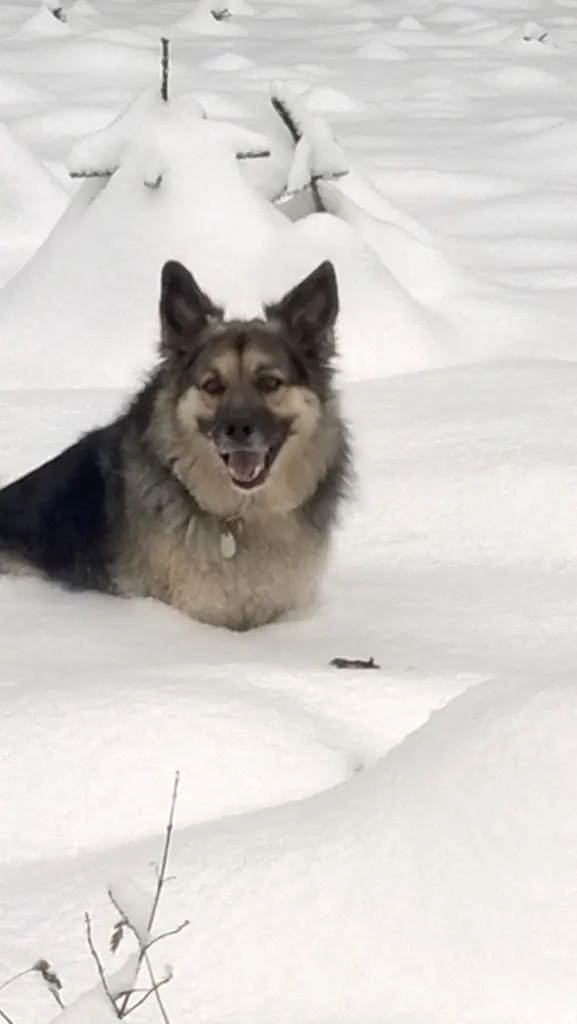 Condolence image of Susanne mit Rusty im Herzen