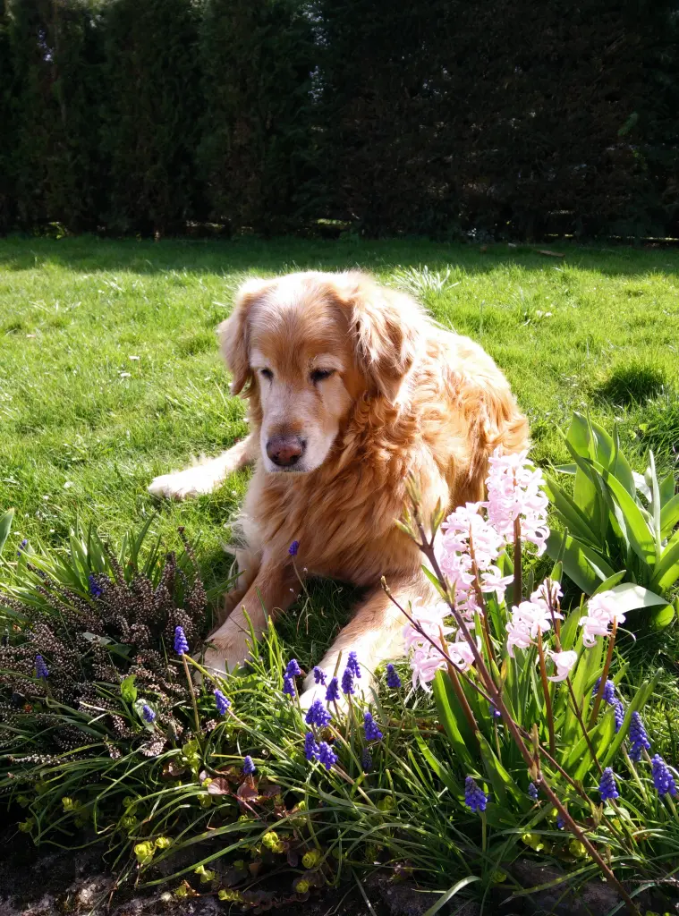 Condolence image of Michael mit Alesca (Hovawart)