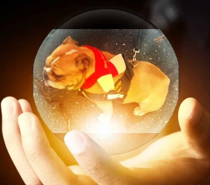 Condolence image of Sabine mit Anni im Herzen