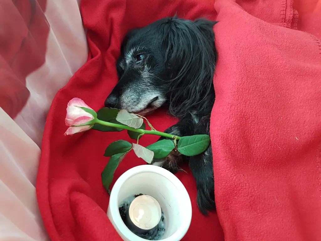 Condolence image of Birgit Körner