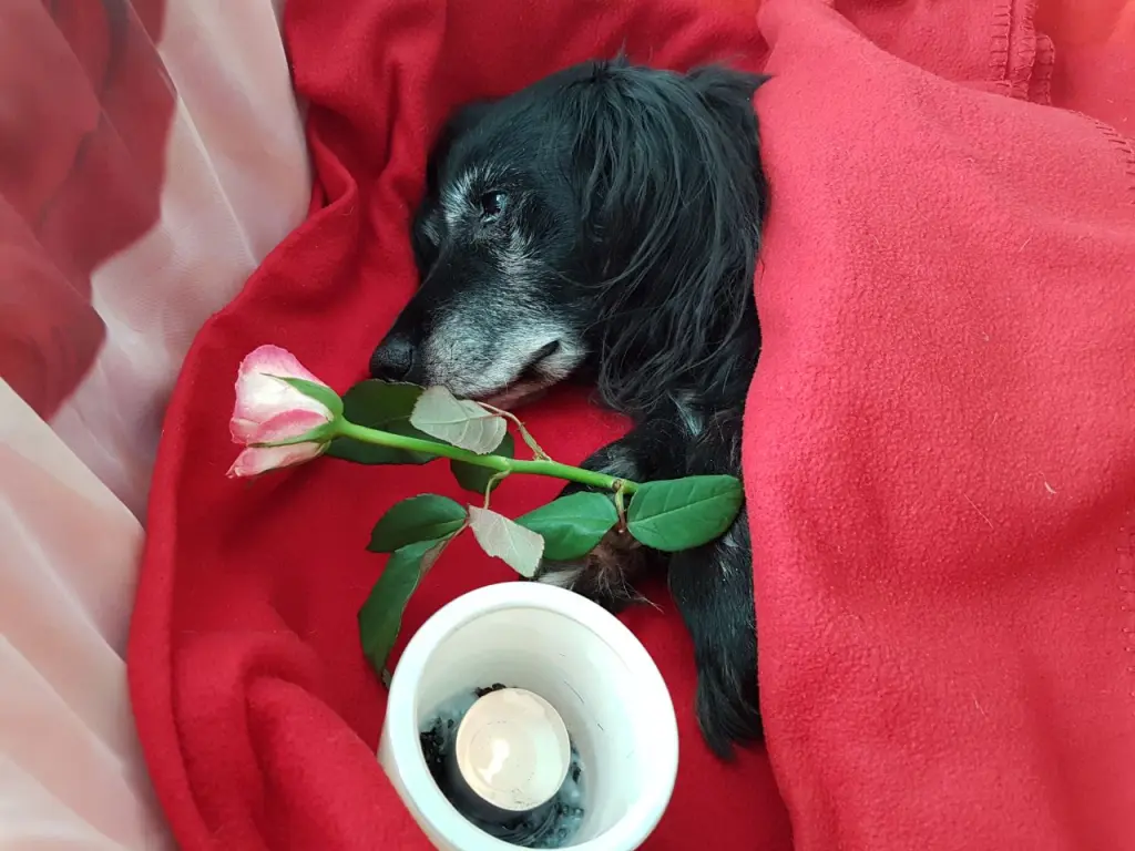 Condolence image of Miri