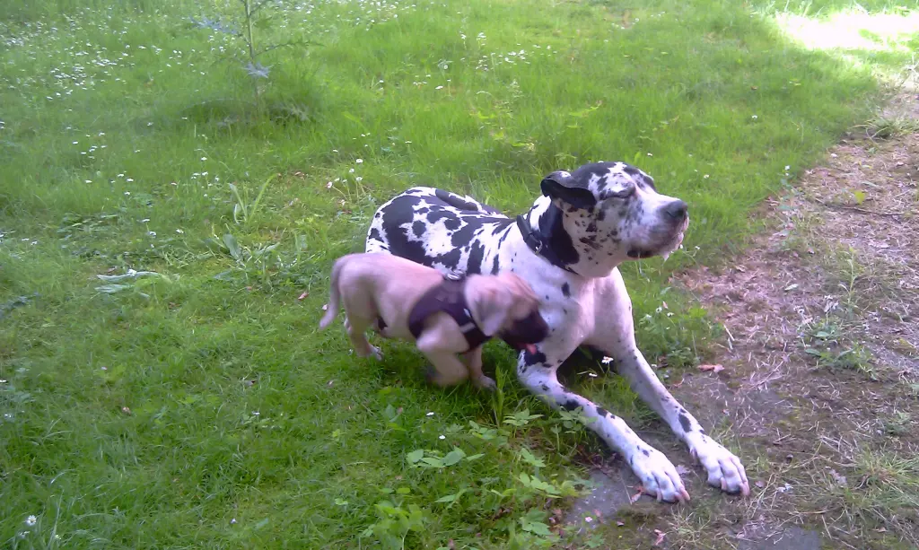 Condolence image of Daniela mit Sniper im Herzen