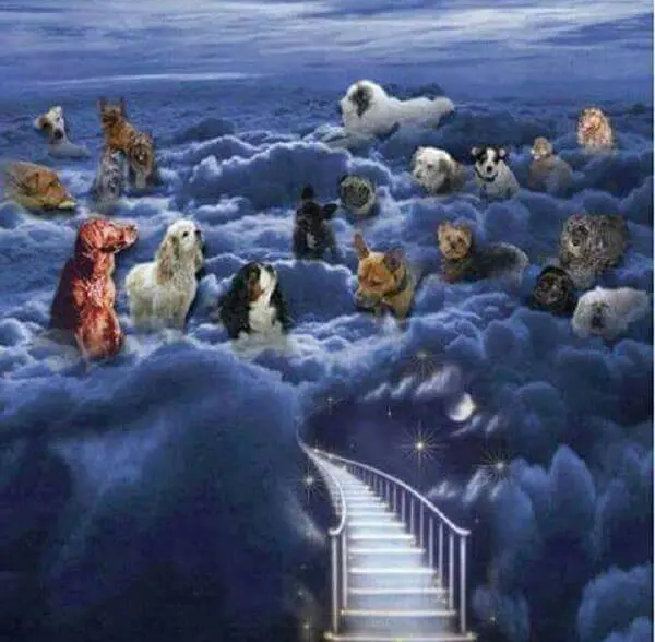 Condolence image of Sabine mit Anni im Herzen