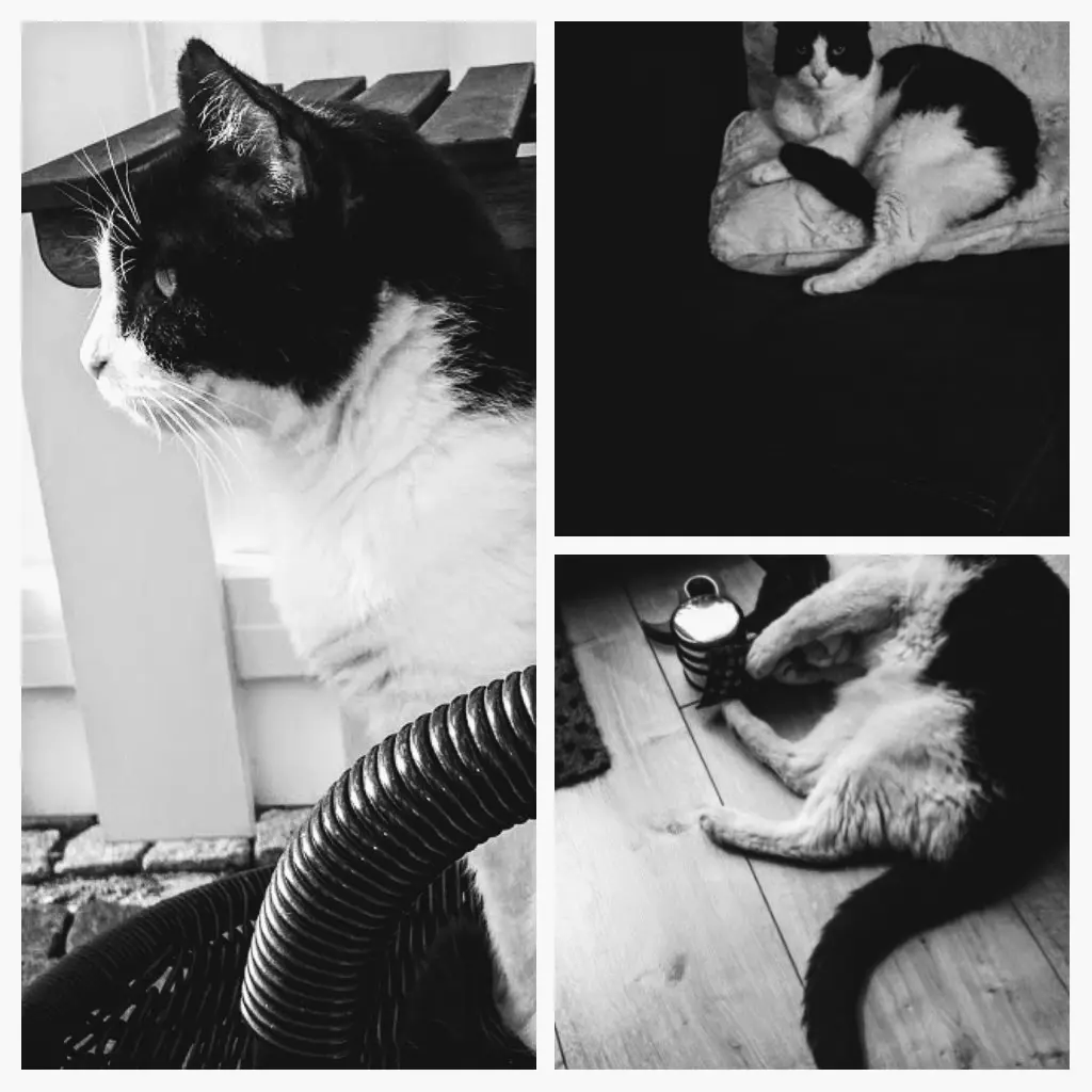 Condolence image of Monika mit Seelenkater Carlo tief im Herzen 