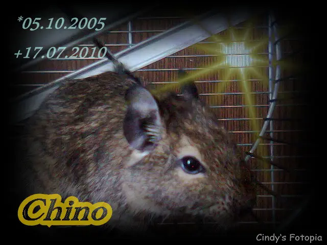 Image from Chino