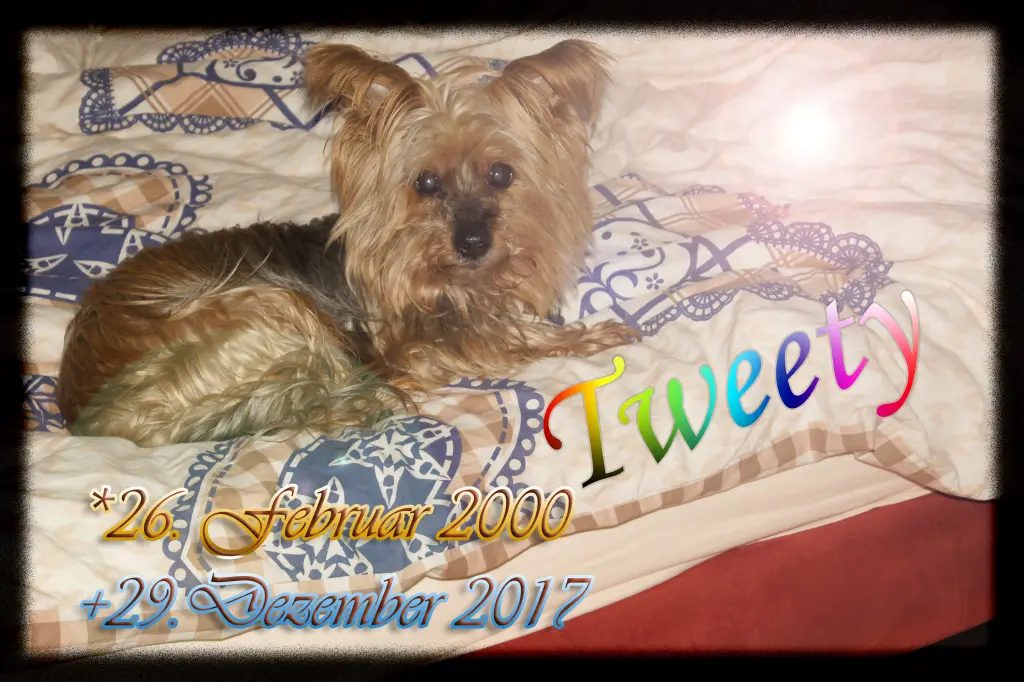 Image from Tweety