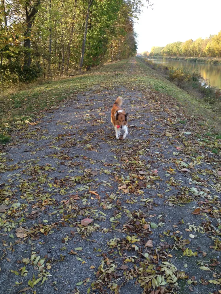 Andachtsbild von Katharina mit Merle im Herzen
