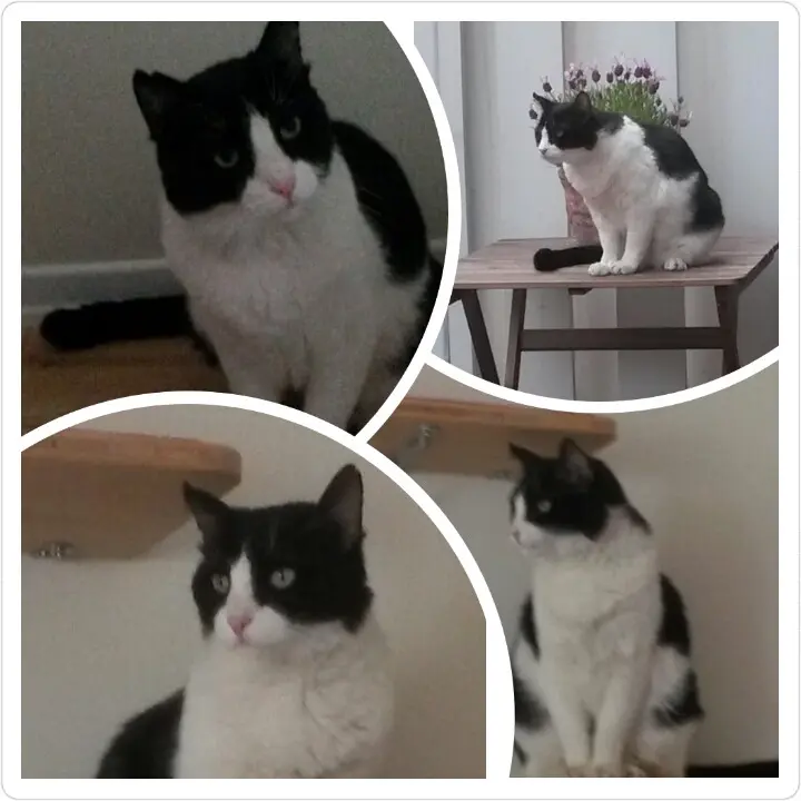 Condolence image of Monika mit Seelenkater Carlo tief im Herzen gestorben am 10. Juli 2017