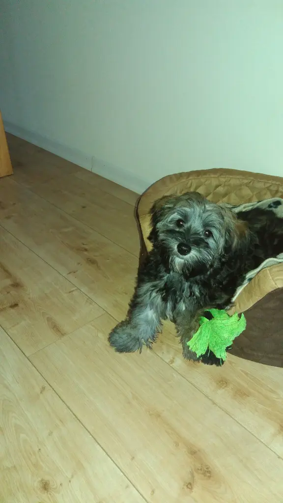 Condolence image of Monika mit Carlo im Herzen und Brady an der Leine 