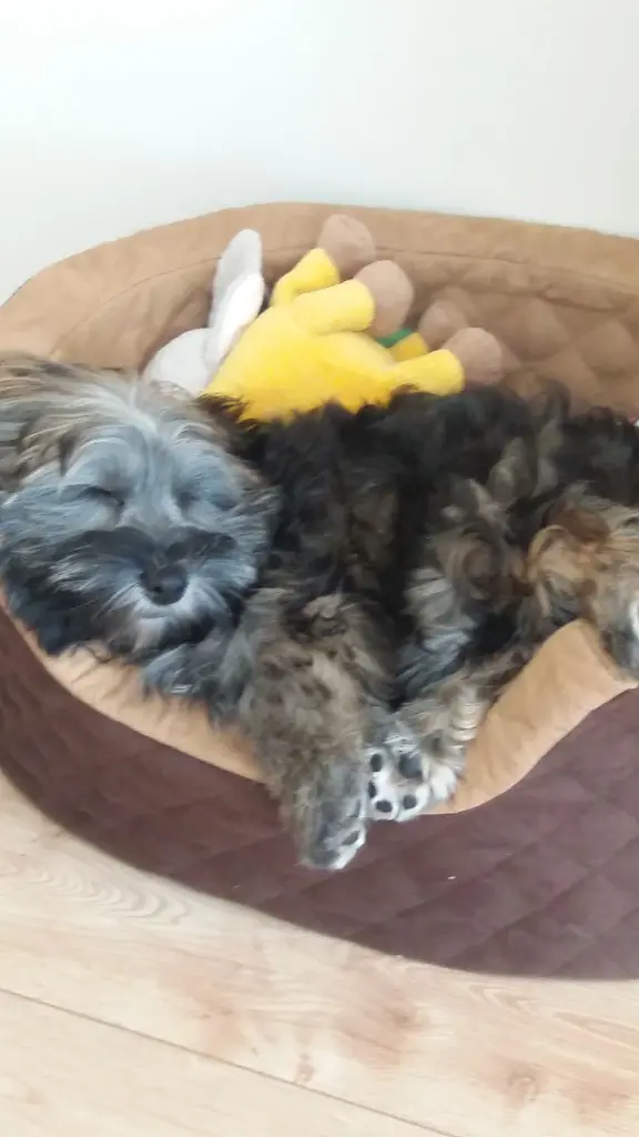 Condolence image of Monika mit Carlo im Herzen und Brady an der Leine 