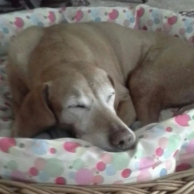 Condolence image of Anja mit Dana tief im Herzen