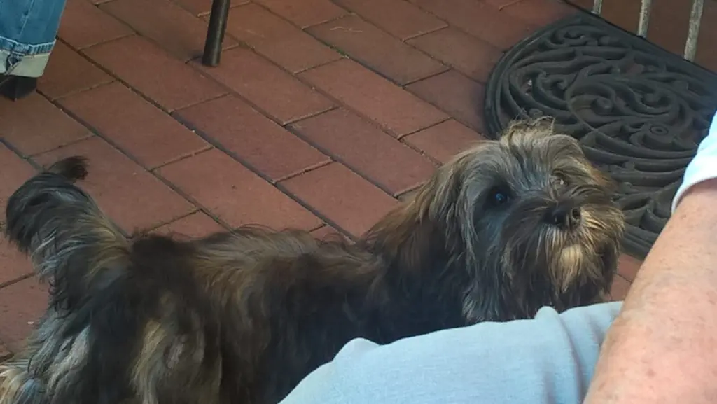 Condolence image of Monika mit Carlo im Herzen und Brady an der Leine 