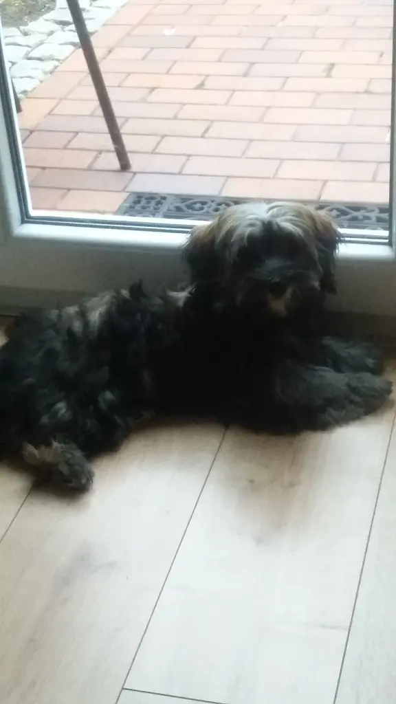 Condolence image of Monika mit Carlo im Herzen und Brady an der Leine 