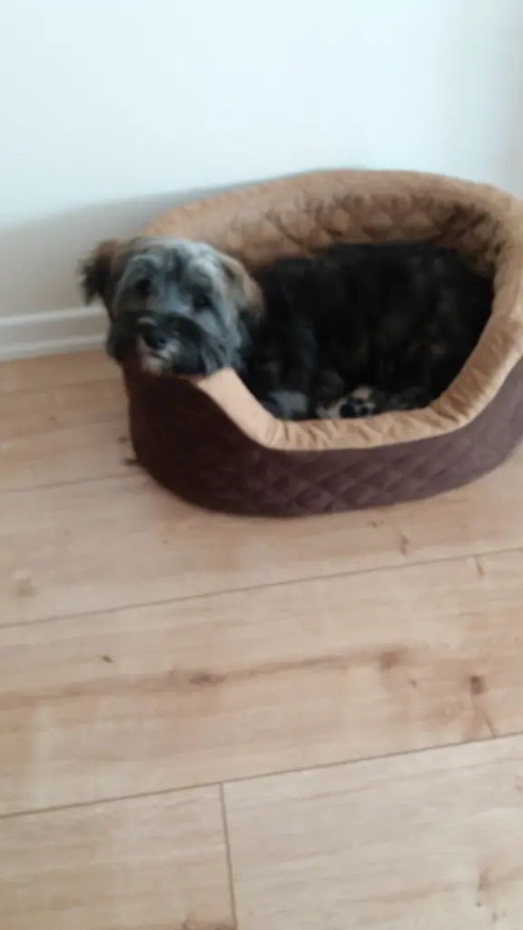 Condolence image of Monika mit Carlo im Herzen und Brady an der Leine 