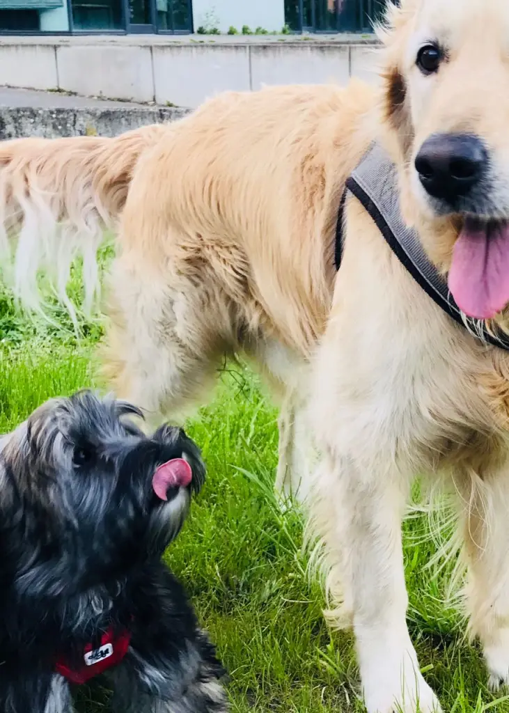 Condolence image of Monika mit Carlo im Herzen und Brady an der Leine 