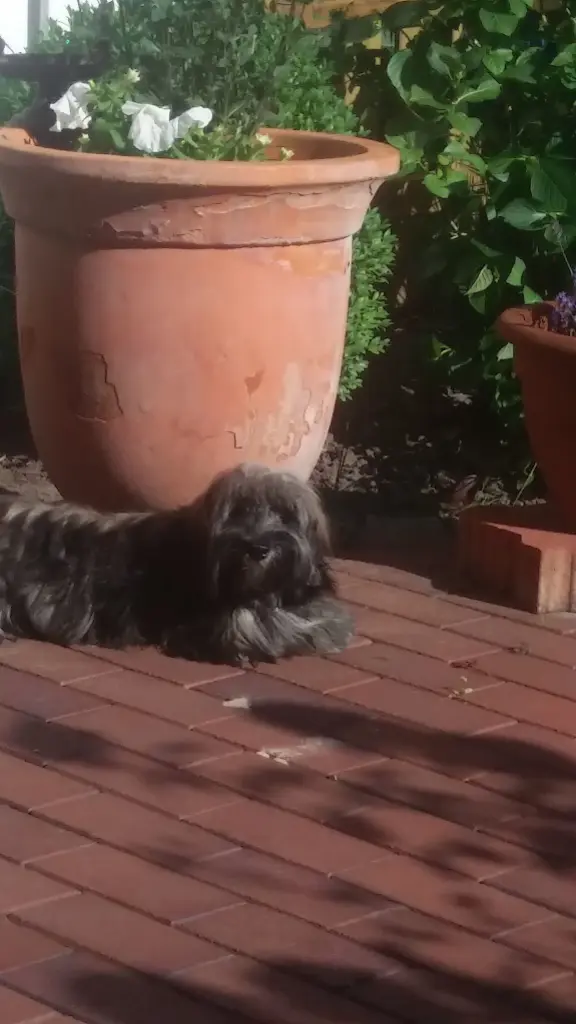 Condolence image of Monika mit Carlo im Herzen und Brady an der Leine 