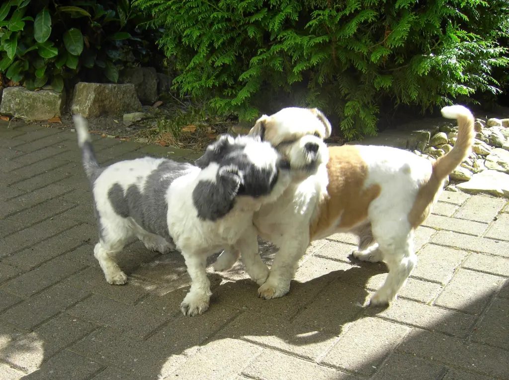 Condolence image of Marika mit Balou und Hippo im Herzen