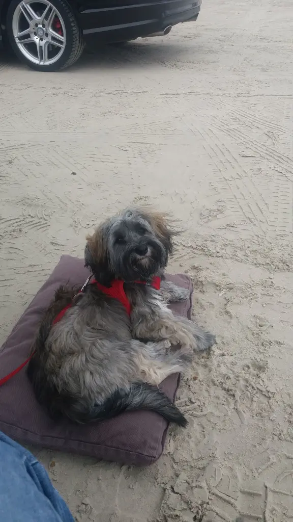 Condolence image of Monika mit Seelenkater Carlo tief im Herzen und Brady im Leben 