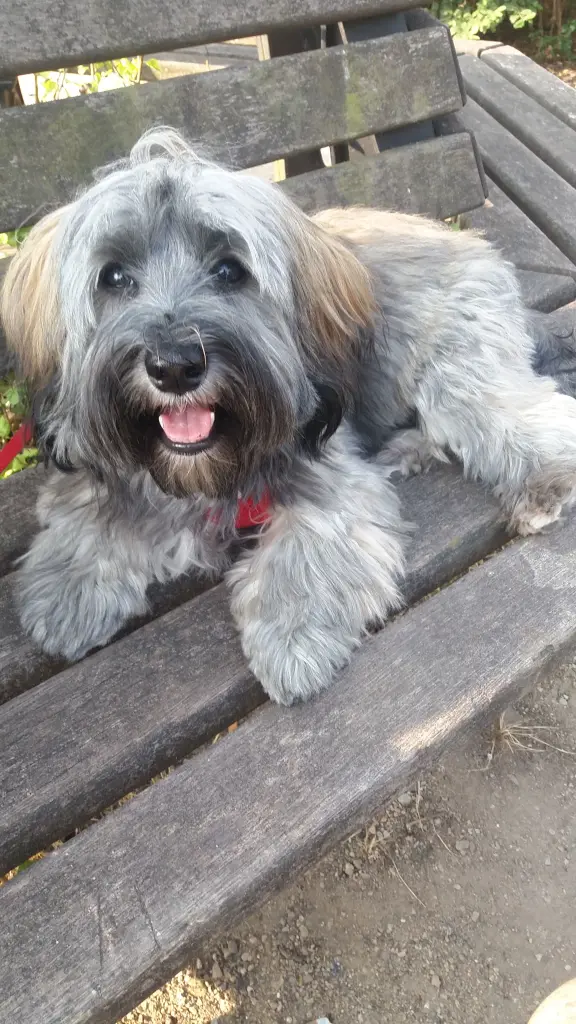 Condolence image of Monika und Ulrike mit CARLO und Brady ❤❤