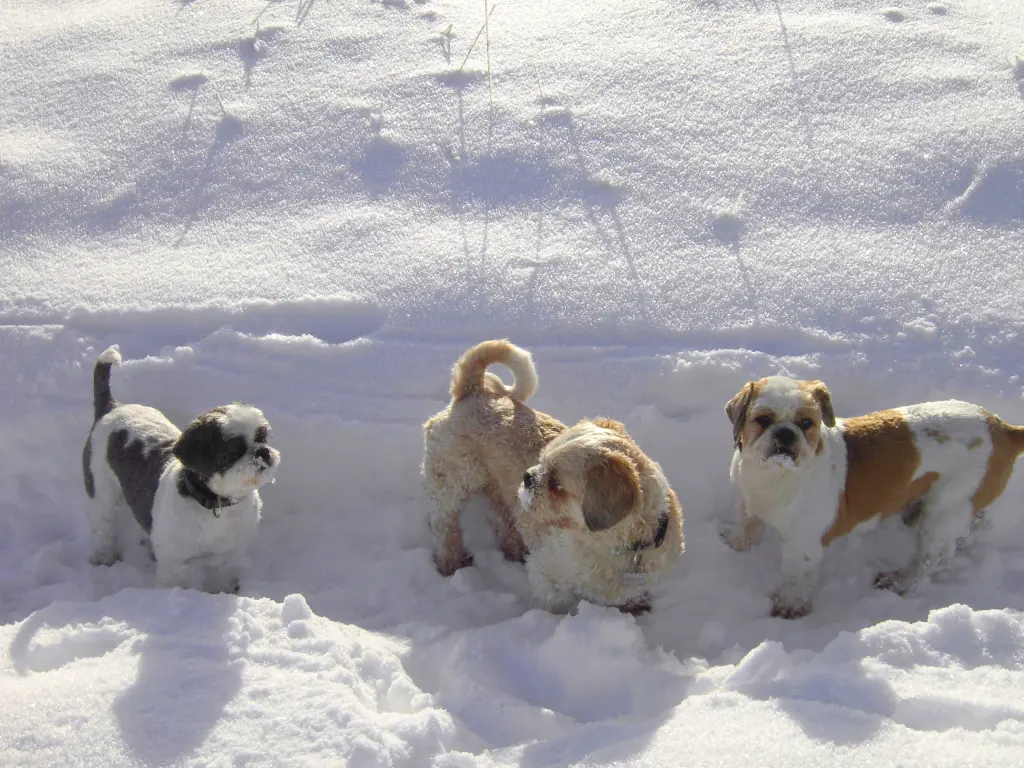Condolence image of Marika  mit Balou und Hippo im Herzen