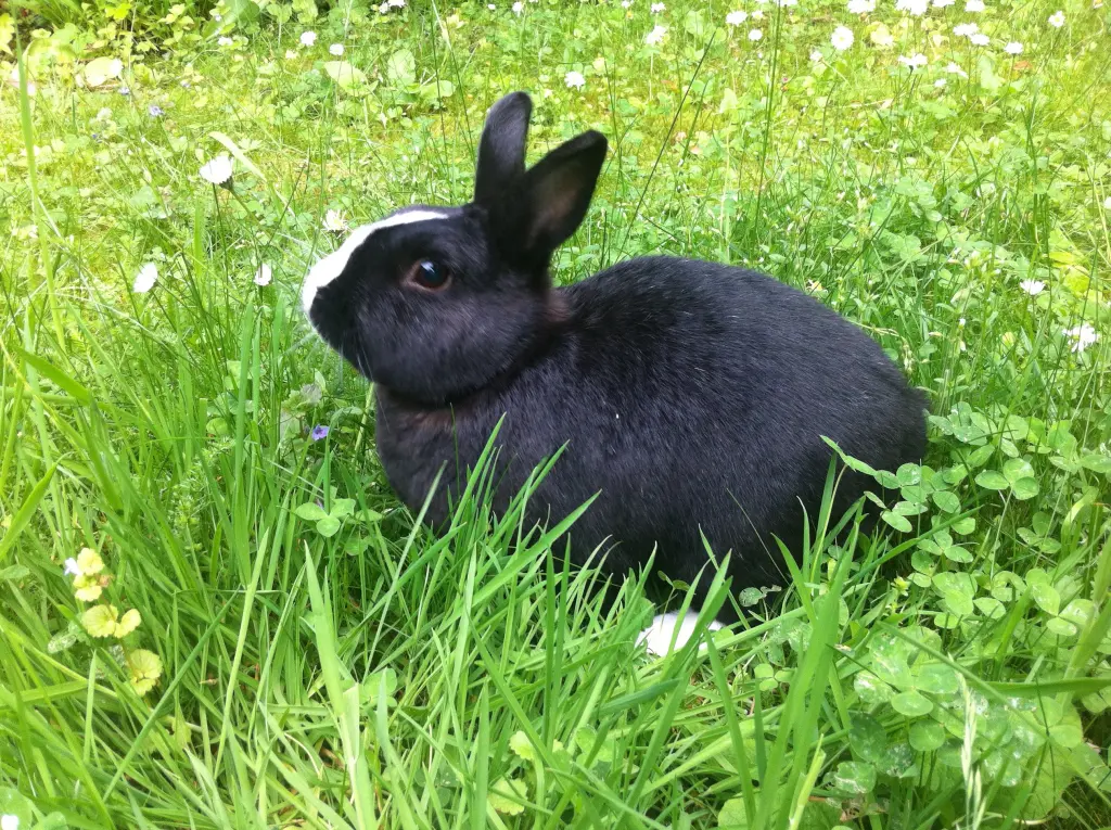 Condolence image of Rosen für Nele