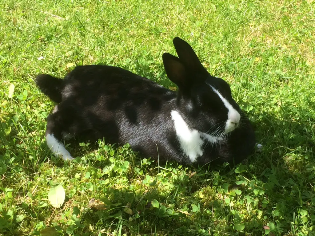 Condolence image of Für Nele von Jasper