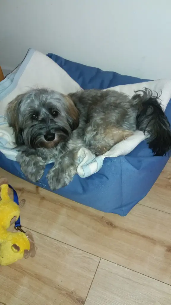 Condolence image of Monika mit Carlo und Brady