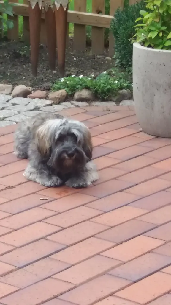 Condolence image of Rosen für dich, liebe Nele