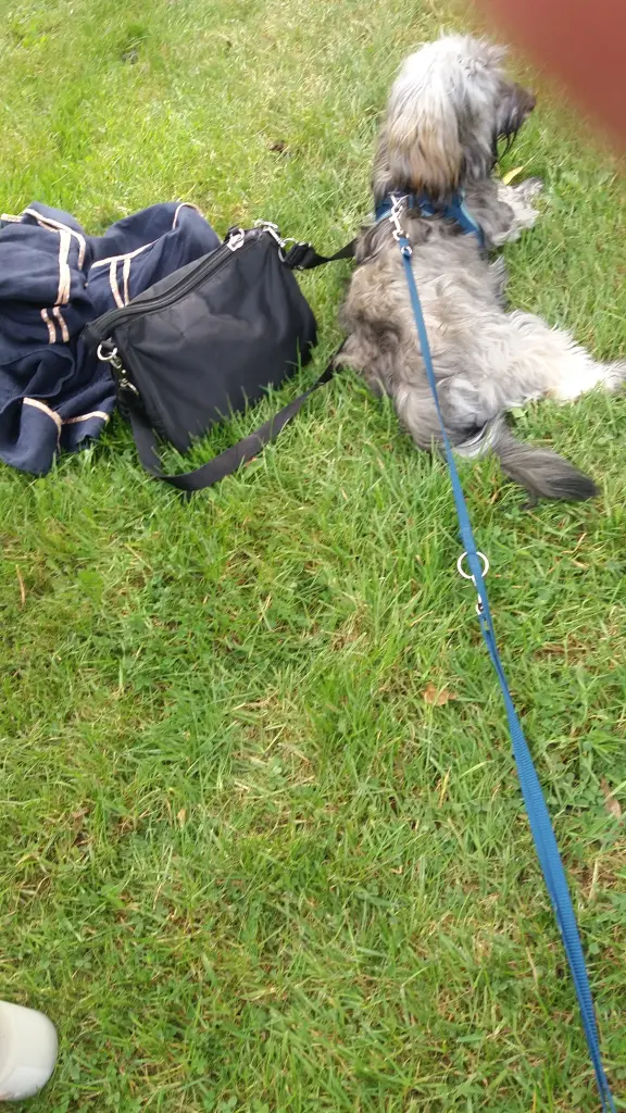 Condolence image of Carlo :) mit seinen Beiden und Brady