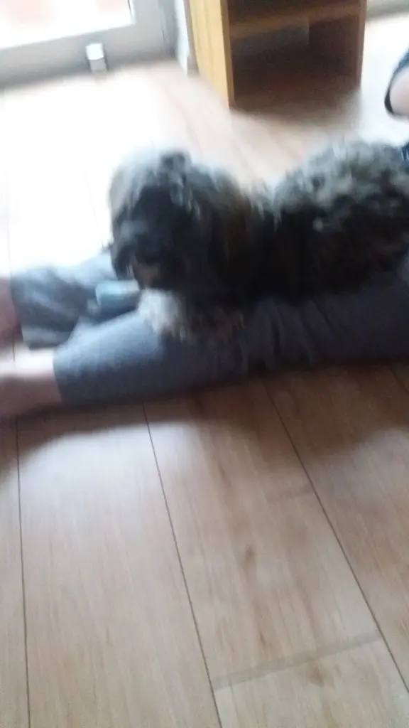 Condolence image of Monika mit Carlo und Brady