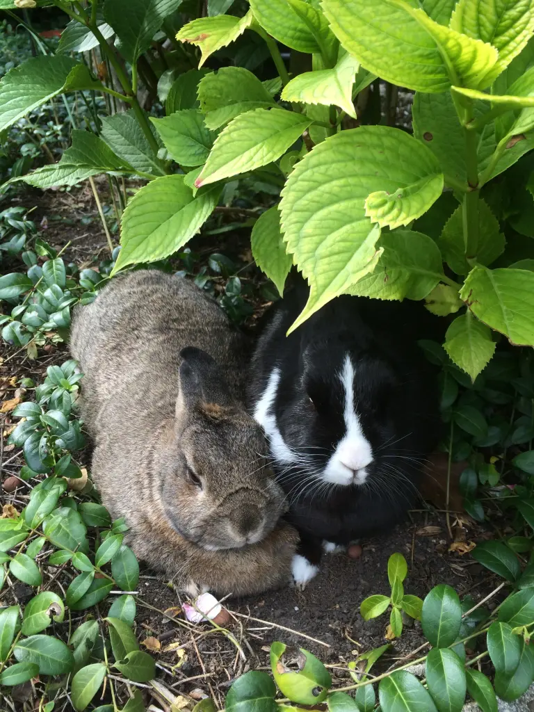 Condolence image of Rosen für Nele