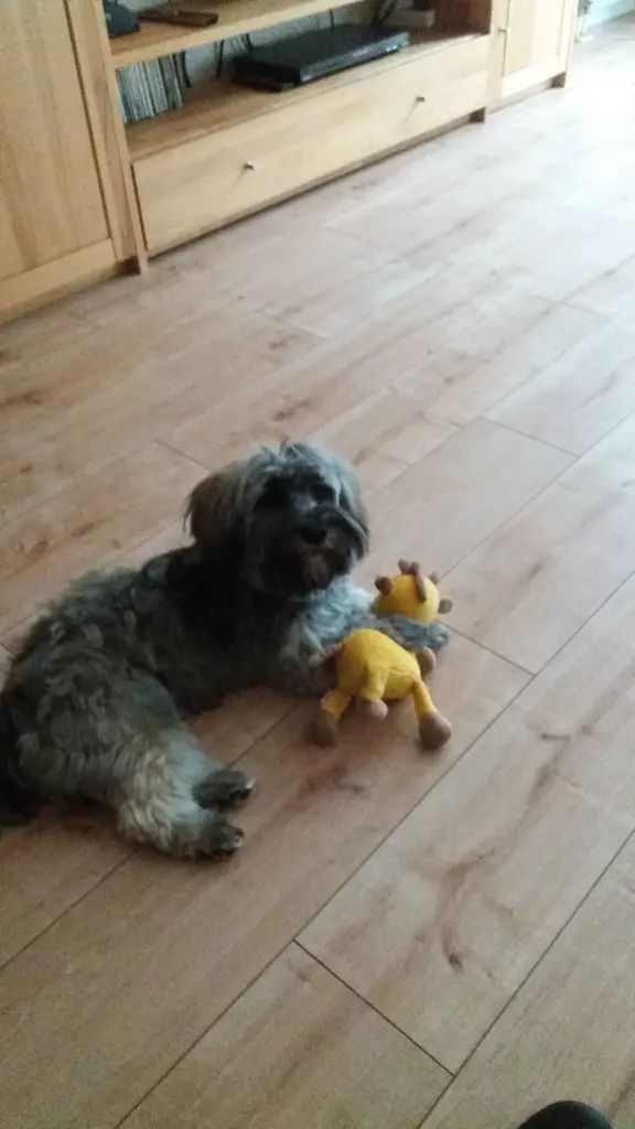 Condolence image of Monika mit Carlo und Brady