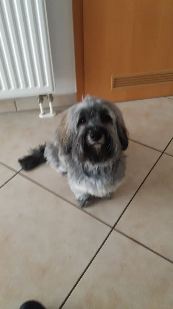 Condolence image of Monika und Ulrike mit CARLO und Brady ❤❤