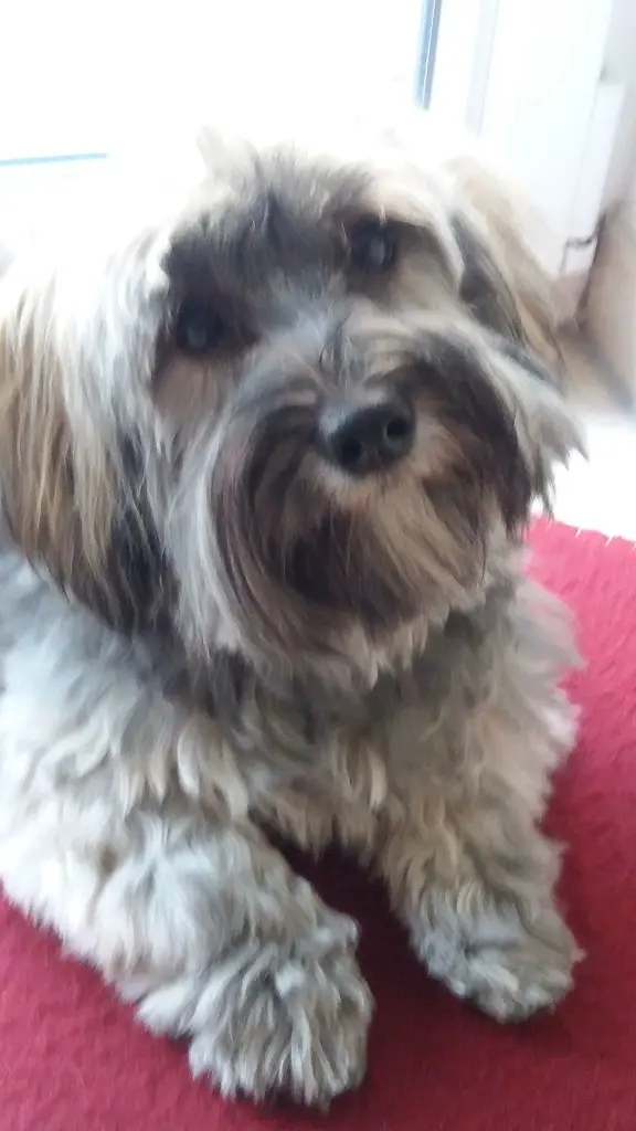 Condolence image of Rosen für Nele von Brady