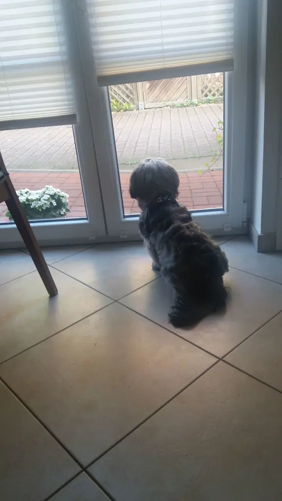 Condolence image of Monika mit Carlo und Brady