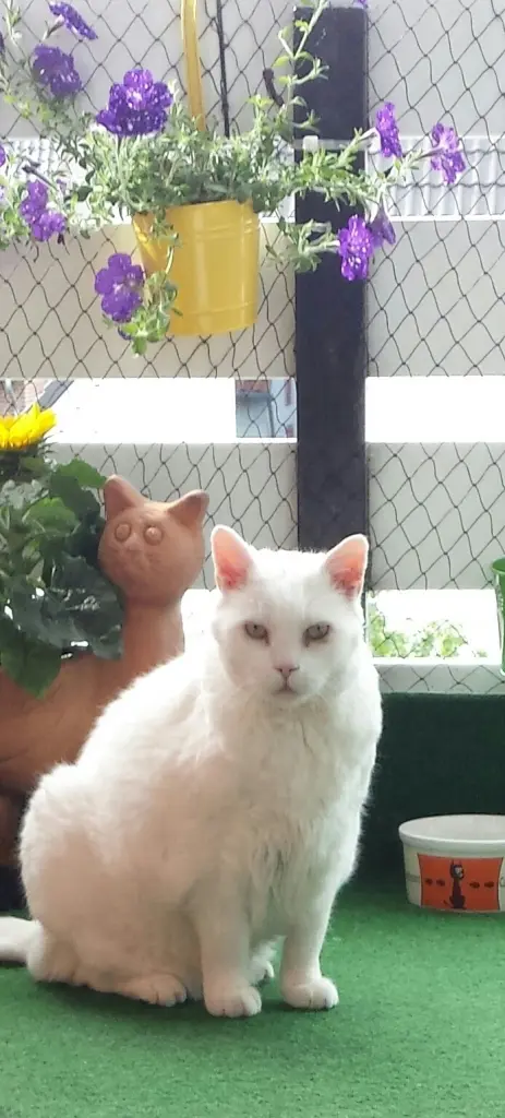 Condolence image of Ilse mit Fee, Minna und jetzt Gismo im Herzen