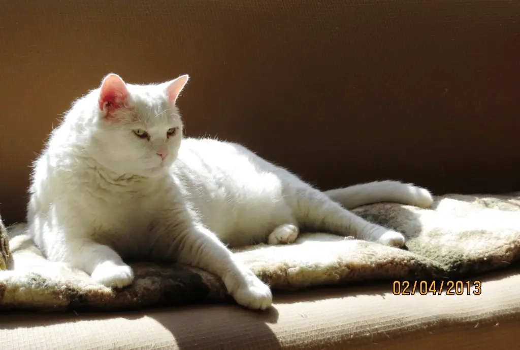 Condolence image of Ilse mit Minna, Fee und jetzt Gismo tief im Herzen