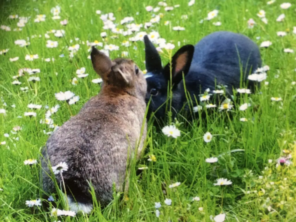 Condolence image of Eine Rose für Nele