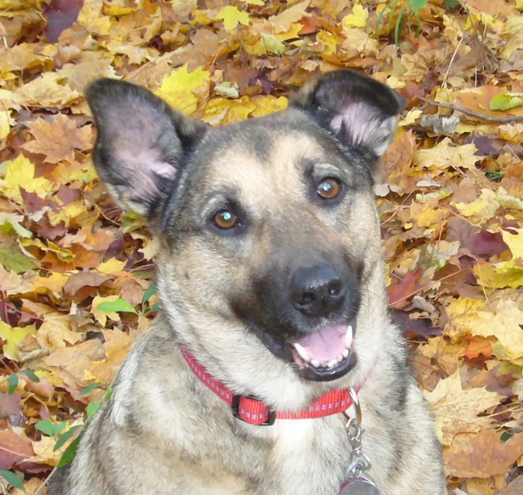 Condolence image of Lara, Nele, Luna, Misiu und alle Freunde