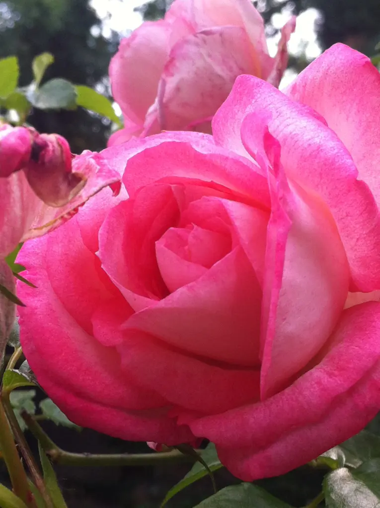 Condolence image of Rosen für Lara