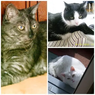 Condolence image of Ilse mit Minna, Fee und Gismo tief im Herzen