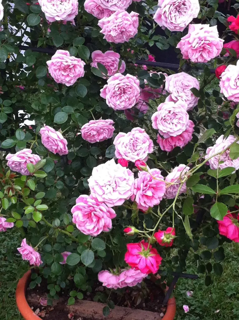 Condolence image of Der Regenbogen leuchtet