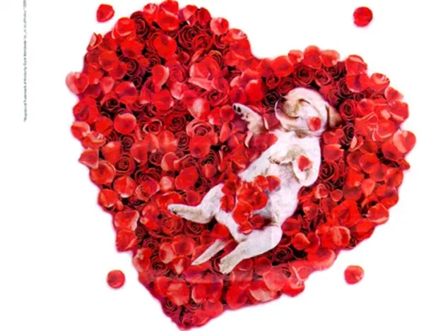 Condolence image of Fur Nele❤und Lara❤