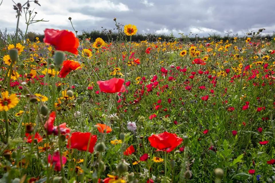 Condolence image of Luna