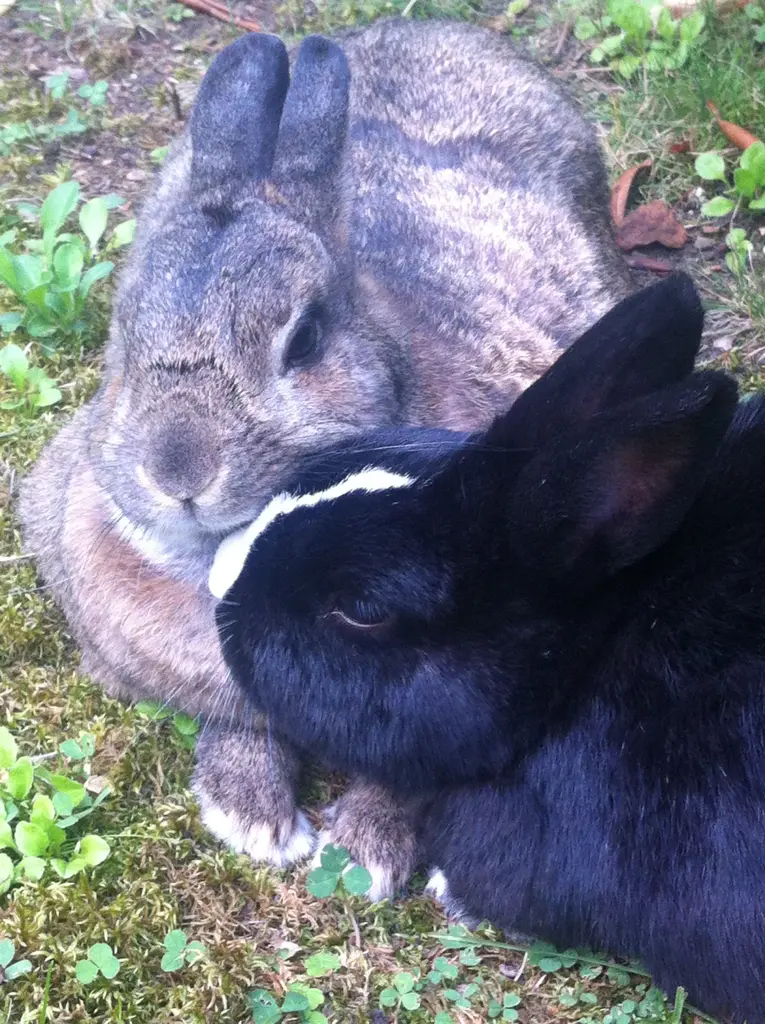 Condolence image of Rosen für Nele und ihre Kinder