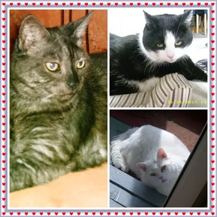 Condolence image of Ilse mit Gismo, Fee und Minna tief im Herzen