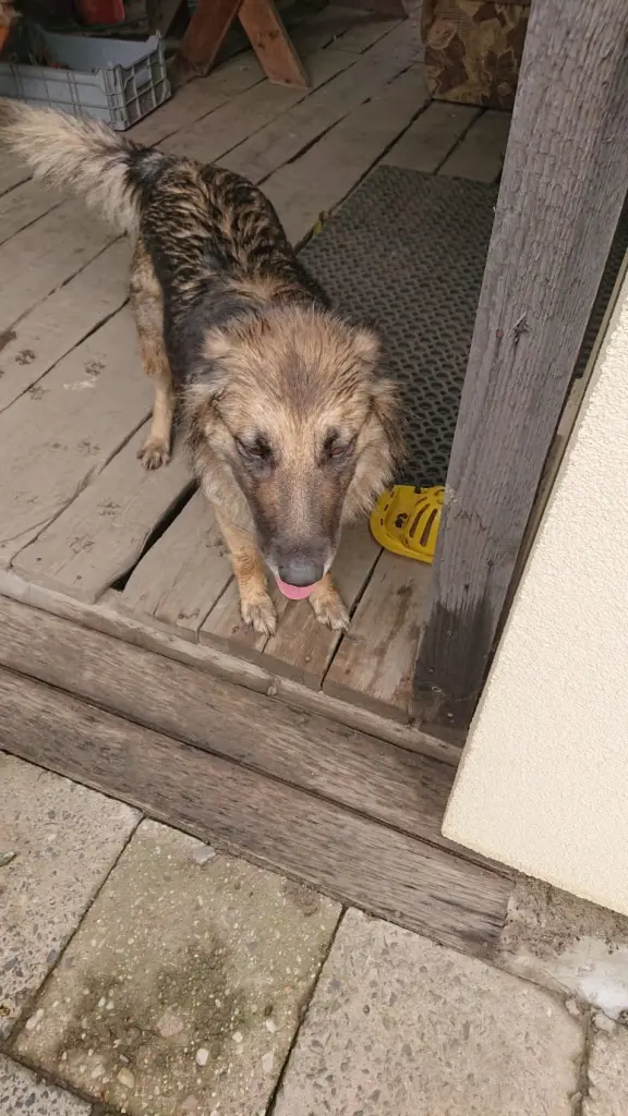 Condolence image of Klaudia mit Misiu❤❤❤Ganz Tief im Herzen❤