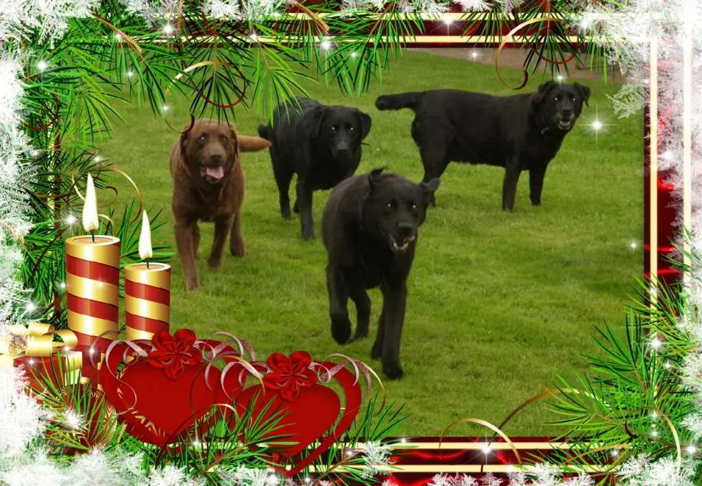 Condolence image of Klaudia mit Misiu❤❤❤Ganz Tief im Herzen❤